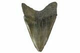 4.95" Fossil Megalodon Tooth - South Carolina - #131204-2